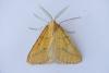 Aspitates ochrearia